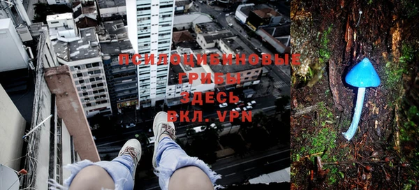 сатива Надым